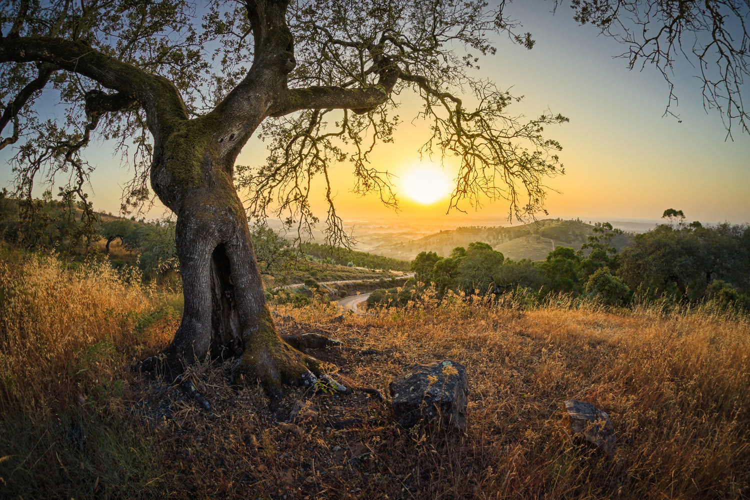 Legend of Olive Tree, and old Olive tree on a beautiful sunset.